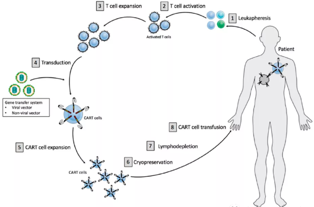 CAR-T生產工藝流程及優化考量（上）